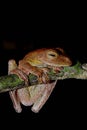 The frog of Sabah, Borneo.